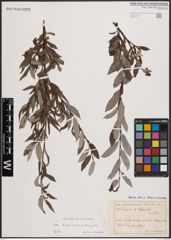 Foto von Salix daphnoides Vill. x Salix eleagnos Scop.